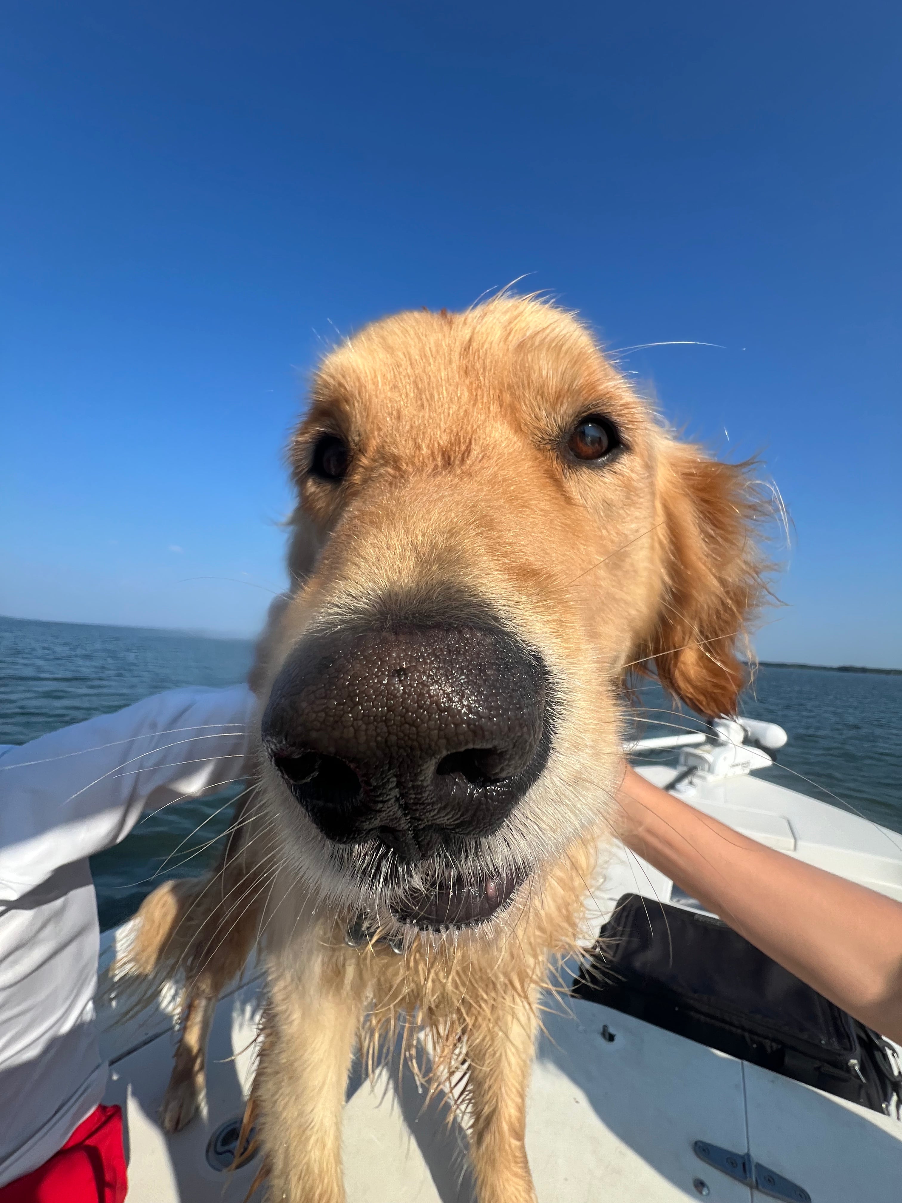 Finn dog on the boat catching fish